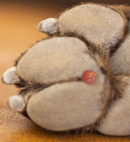 histiocytoma on a dog's paw pad between the toes
