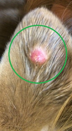 histiocytoma near a dog's ear