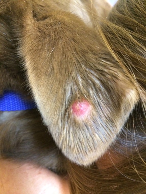 histiocytoma on dog's ear flap