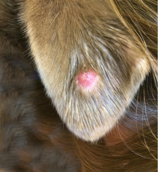 red histiocytoma on a dog's ear flap