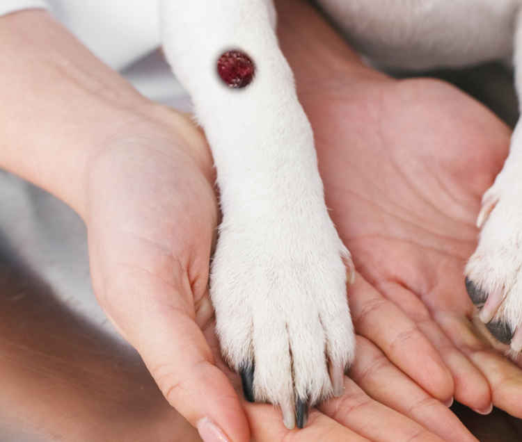 Histiocytoma on a dog's leg
