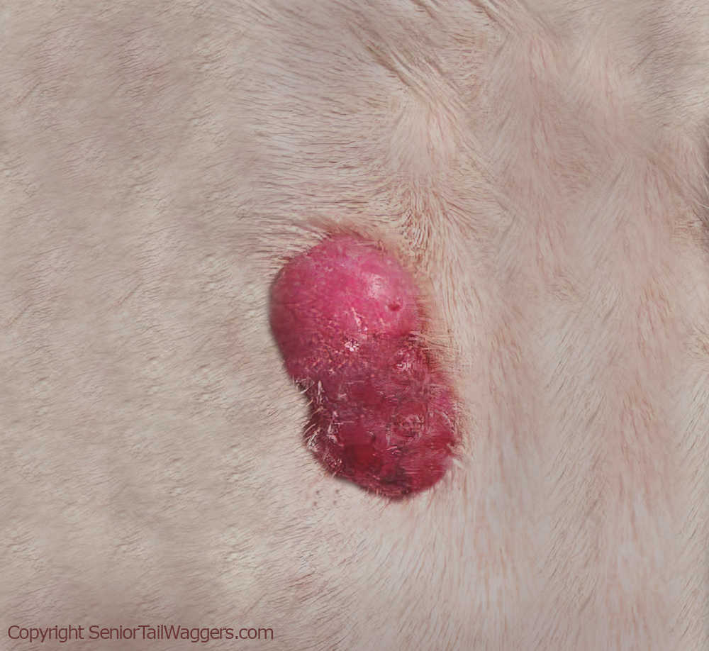 histiocytoma red lump on dog skin