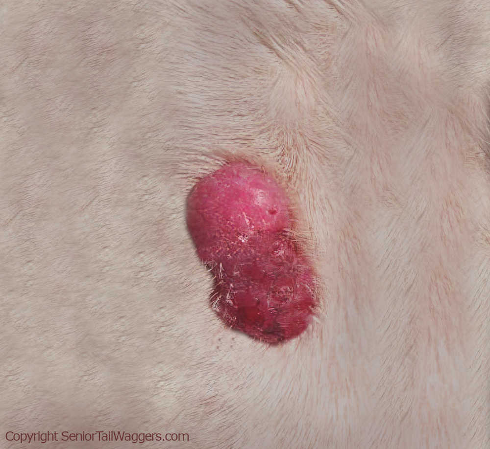 red-lump-on-a-dog-our-veterinarians-explain-with-images