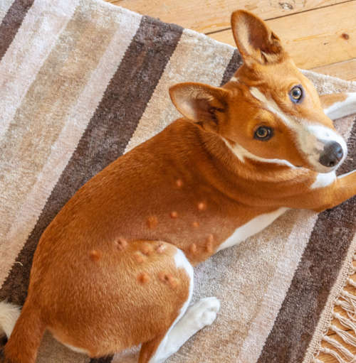 hives on a dog's back and legs