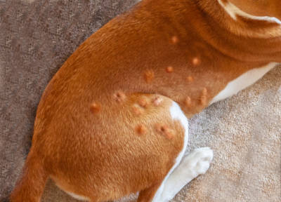 hives on a Basenji dog's back