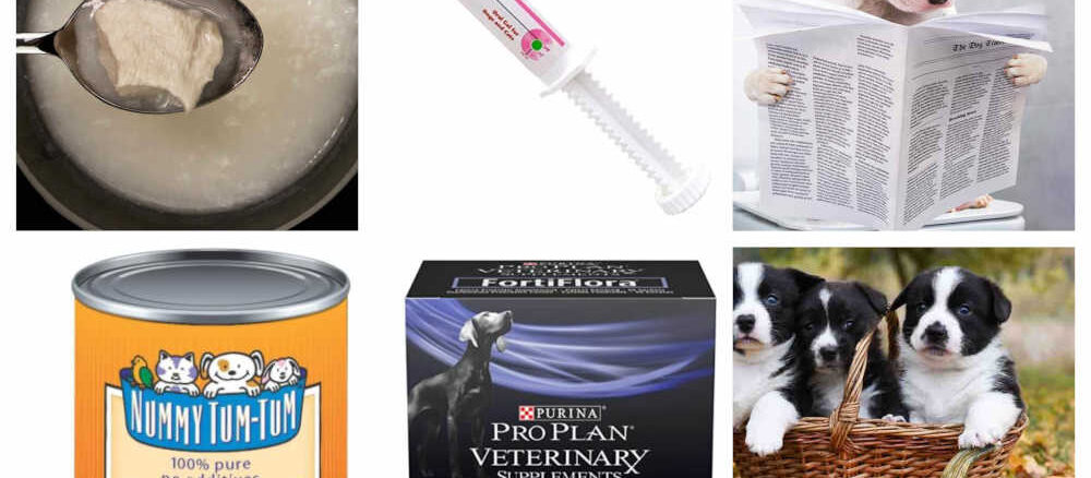 home remedies for dog diarrhea - header