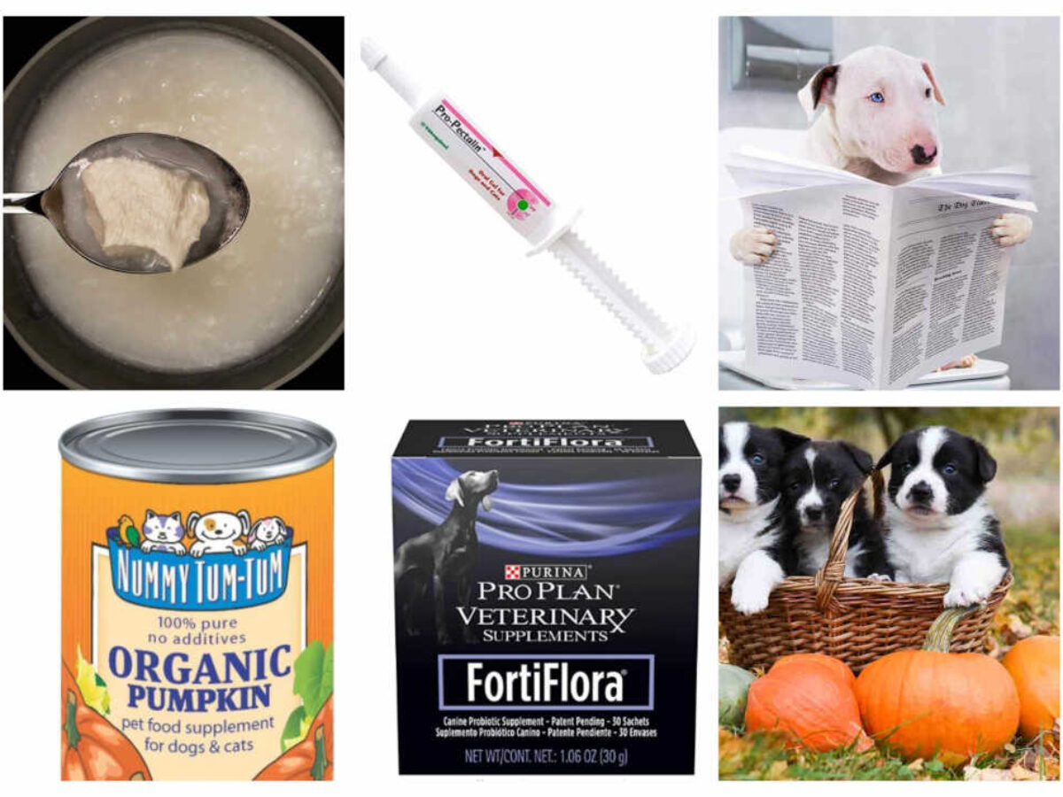 Is canned pumpkin good for dogs with diarrhea sale