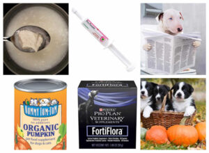 Stop Dog Diarrhea Fast with 7 Easy Home Remedies [Vet Advice]