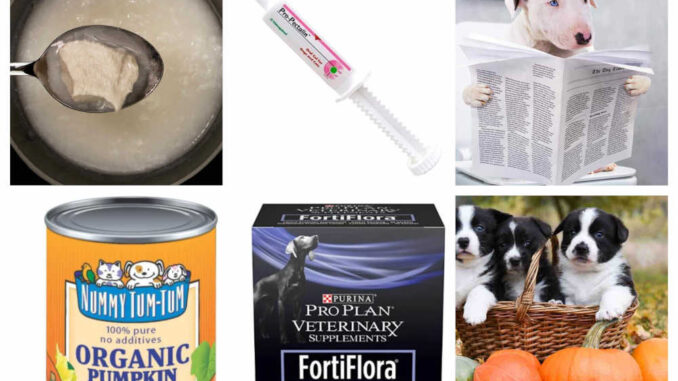 Best puppy outlet food for diarrhea