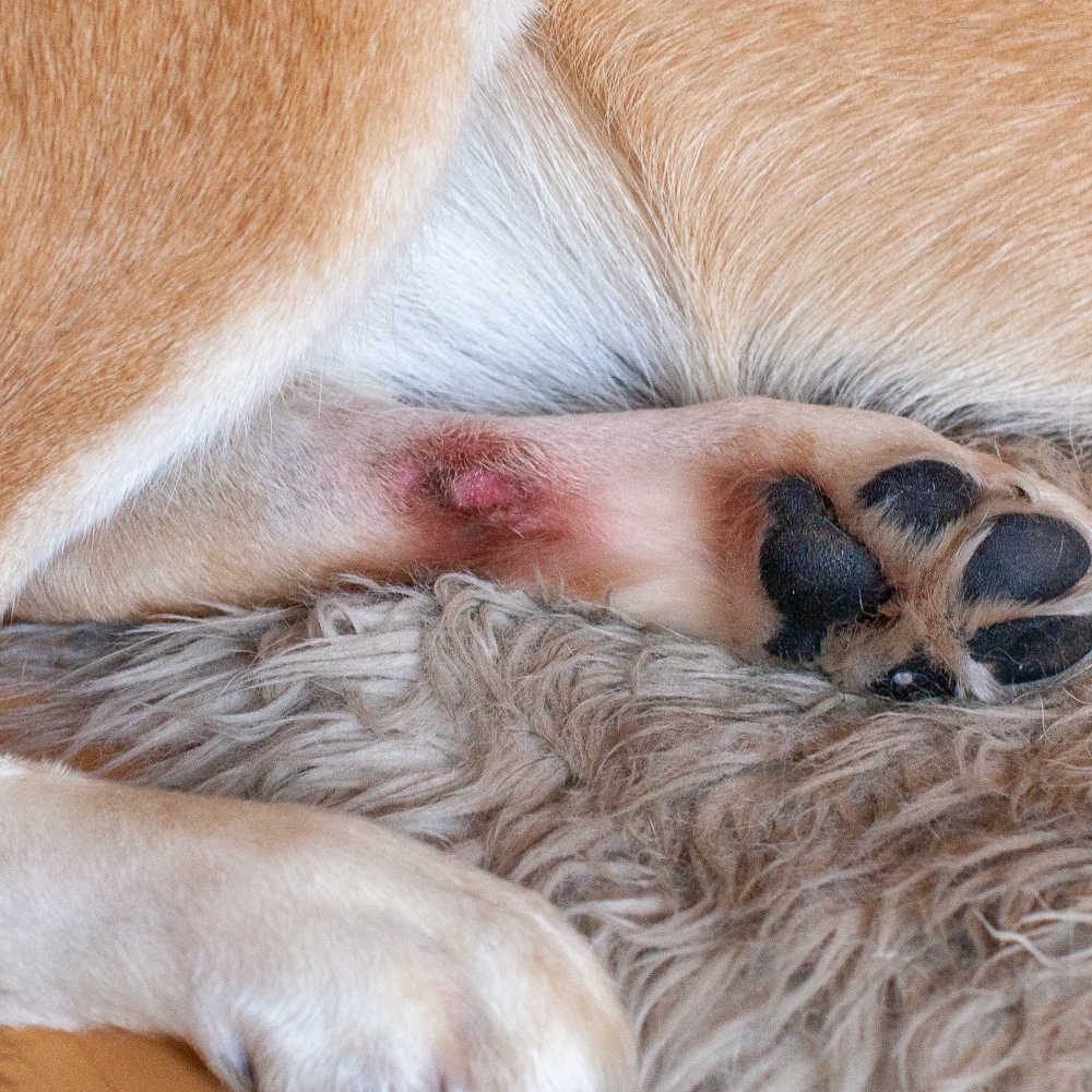 can hot spots spread on dogs