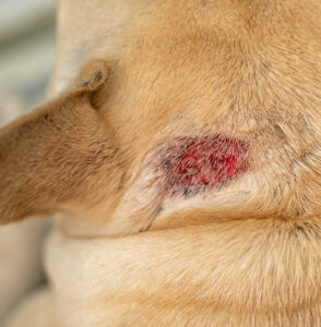 Pictures of Hot Spots on Dogs (Moist Dermatitis) + Vet Info