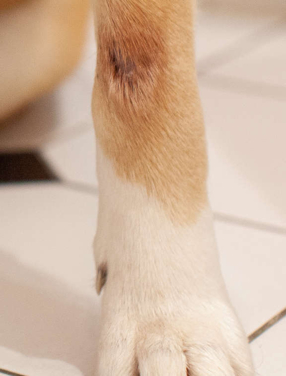 picture of a hot spot on a dog's leg