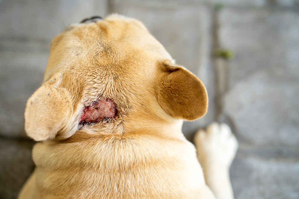 Our Vet Shares Home Remedies for Red Skin Rash in Dogs