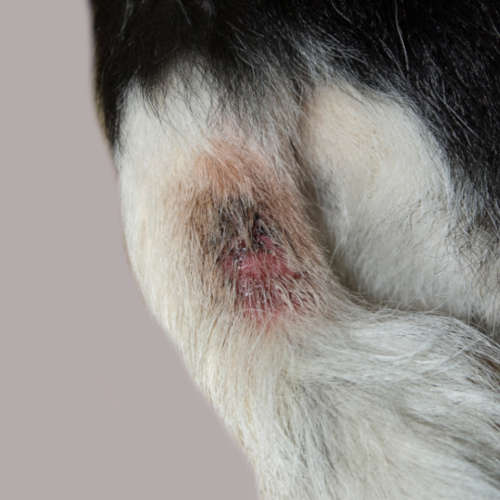 Scabs on Dogs [With Pictures]: Our Vet Explains What to Do