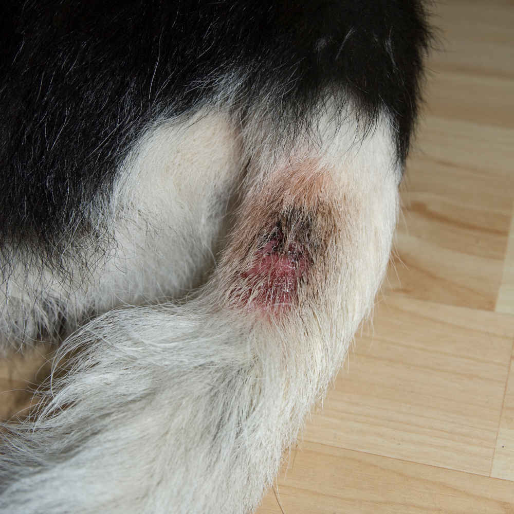 should you cover a hot spot on a dog