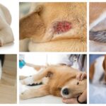Pictures of Hot Spots on Dogs (Moist Dermatitis) + Vet Info