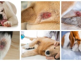 collage of pictures showing hot spots on dogs