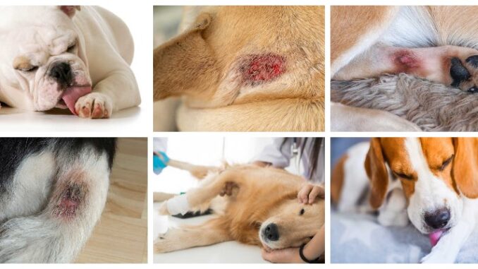 collage of pictures showing hot spots on dogs
