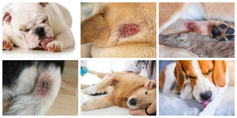 what can you put on dogs hot spots
