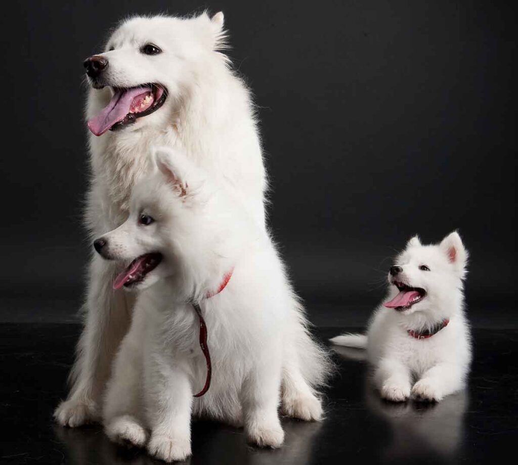 white husky family with two puppies