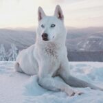 16 Small Dogs Who Look Like Huskies [With Pictures]