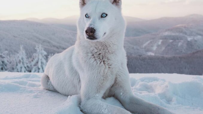 white husky