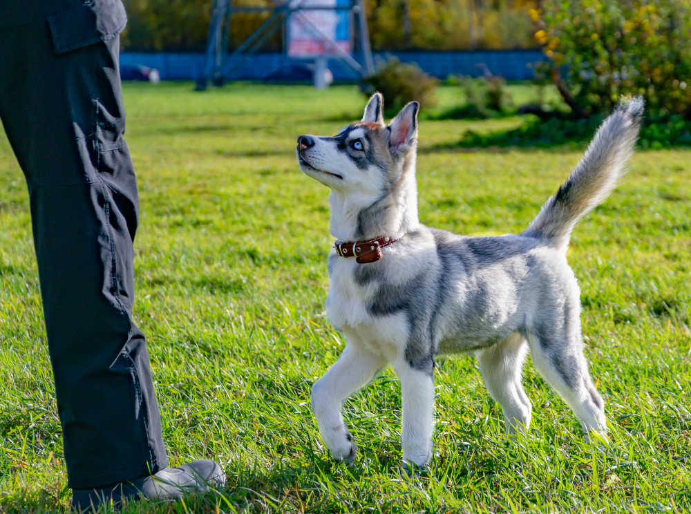 a smallsr dog that looks like a husky