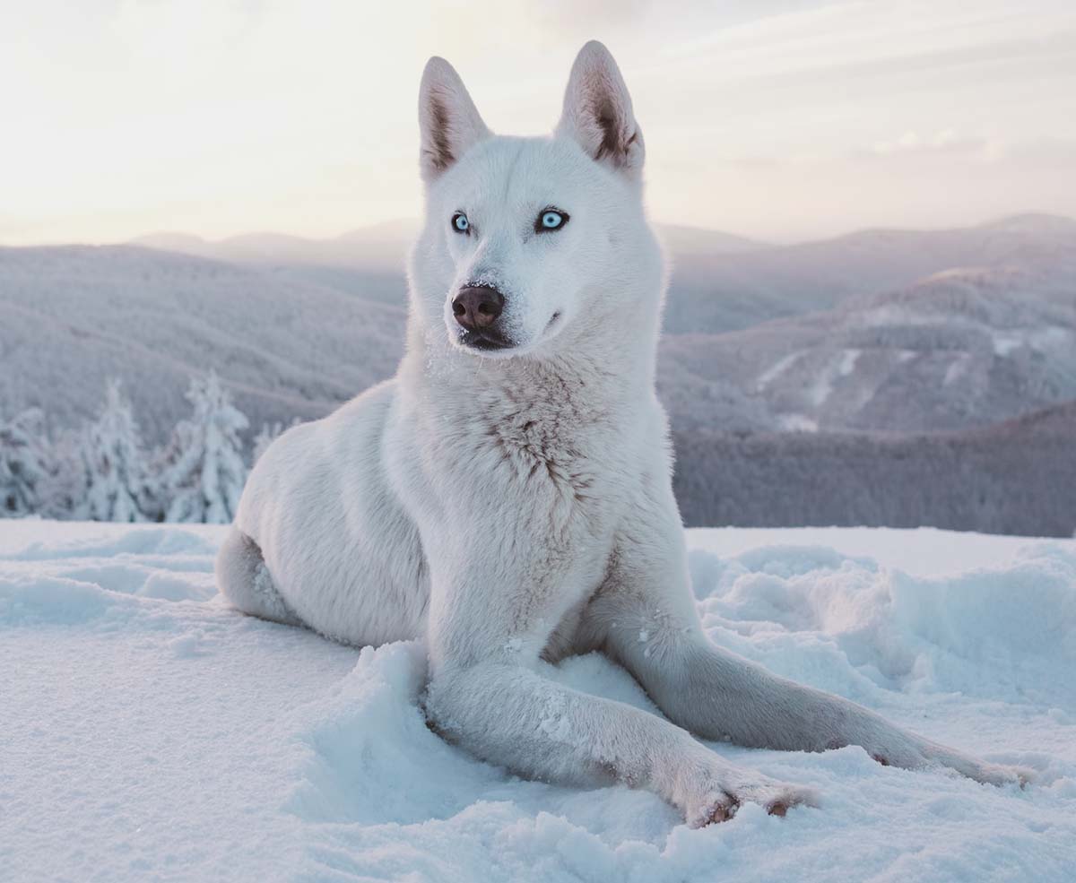 All white dog that looks like a hot sale husky