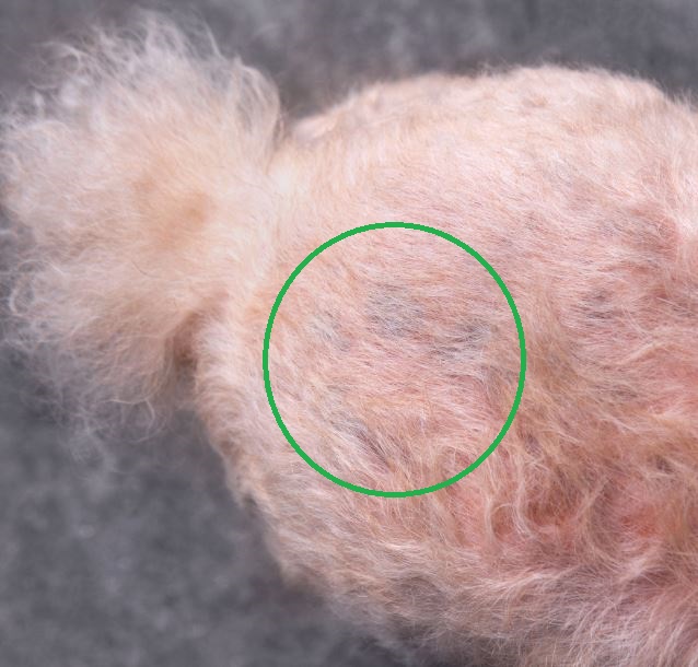 black skin and hair loss on a poddle