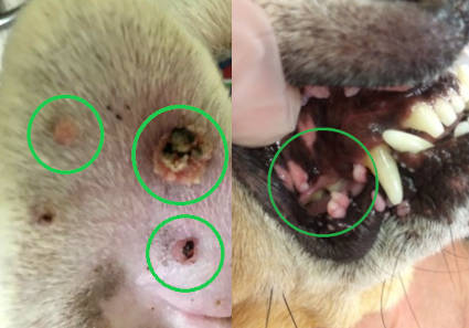 warts on a dog's ear flap and lips