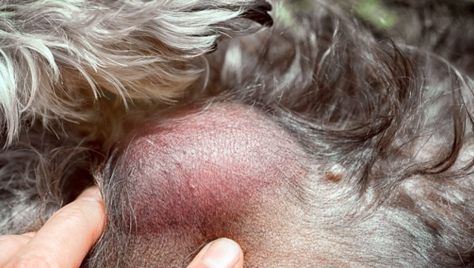 what causes dog cysts