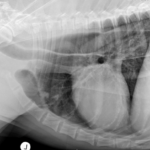 What is My Dog’s Life Expectancy With Megaesophagus? A Vet Weighs In
