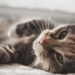 How Old is My Cat in Human Years? [Easy Online Calculator]
