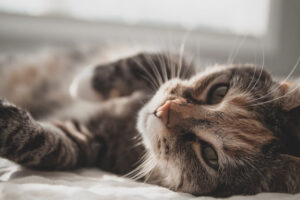 How Old is My Cat in Human Years? [Easy Online Calculator]