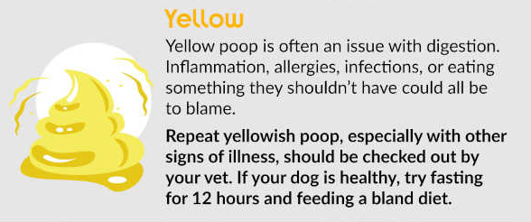 why does my dog have yellow diarrhea