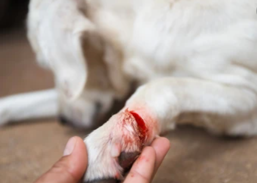 first stage of dog wound healing