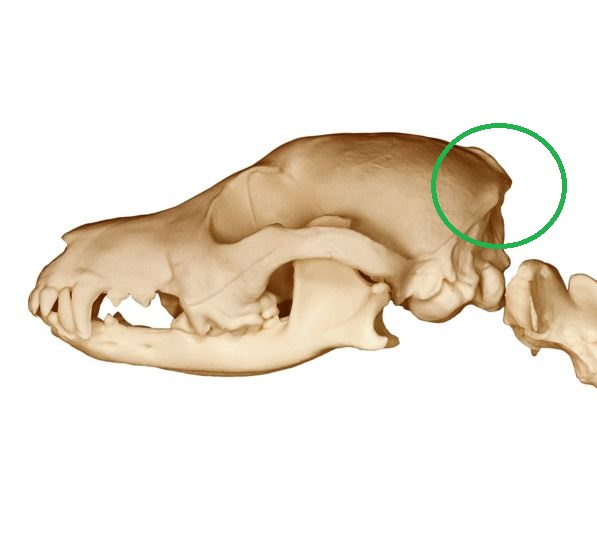 dog skull on a white background, with circle showing the location of the occiput on the head. Sh1157369111.
