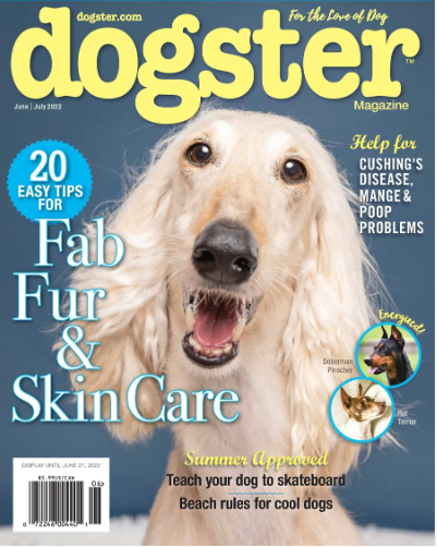 sample issue of dogster magazine
