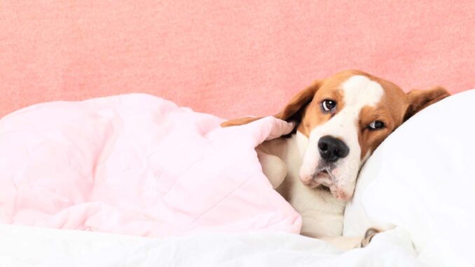 elderly dog in bed sick