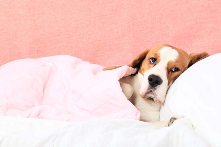 What Should I Do if My Old Dog Vomits [3 Tips from a Vet]