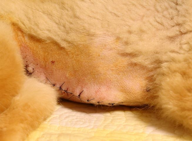 picture of an incision after surgery, with stitches, on a dog's belly