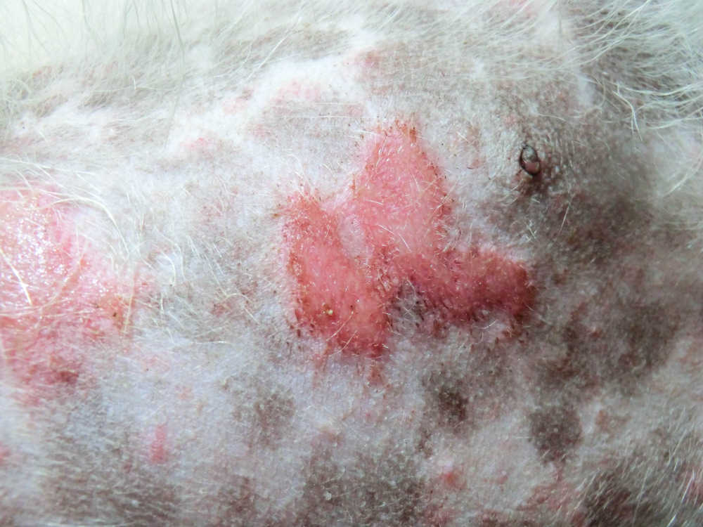 closeup of an Infection in the wound skin of a dog - with dog scratching their skin