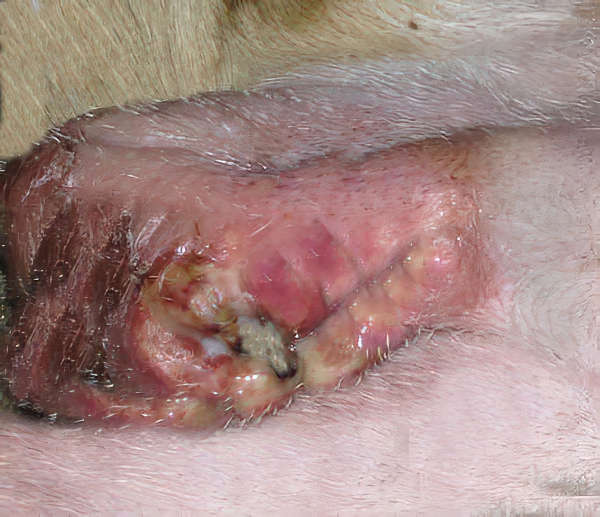 spay incision site that has become infected with discharge