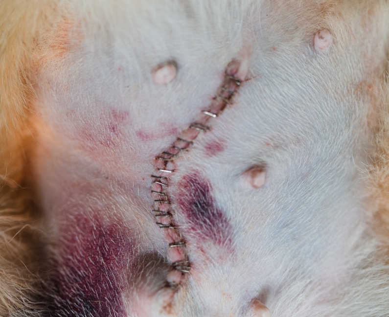 incision on female dog after neutering