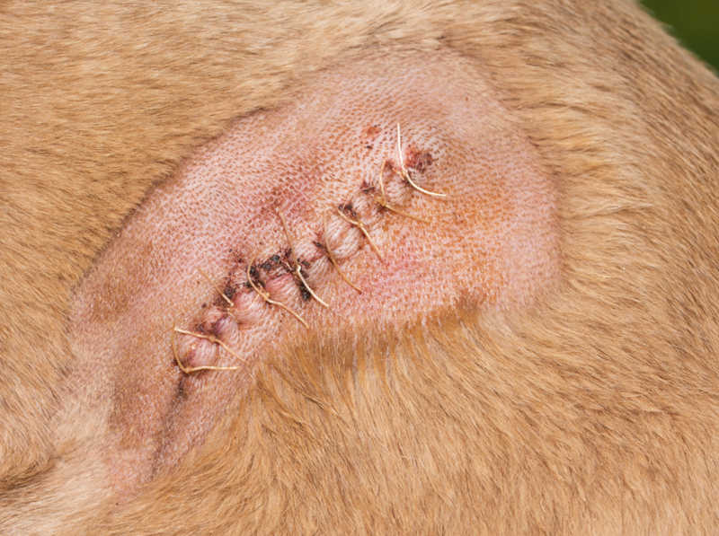 Close up picture of cut sutured with stitches on a dog