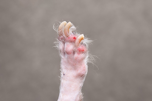 Dog Paws With Blood Blisters Top Causes And Vet Advice