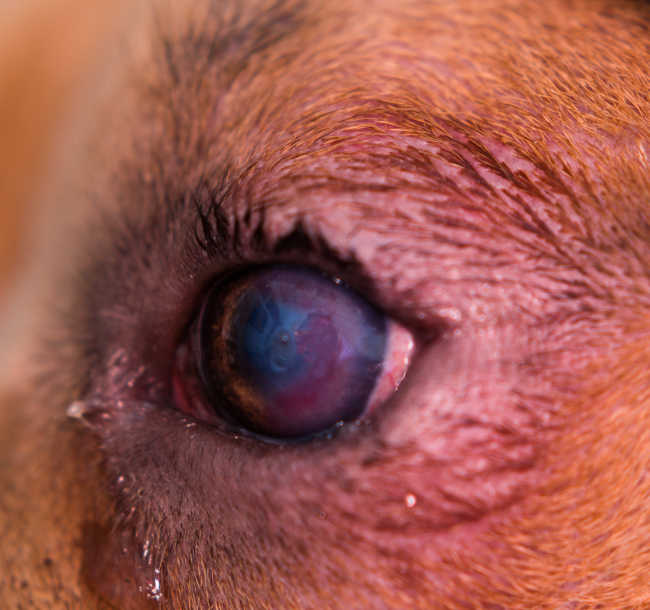 why do dogs get red around their eyes