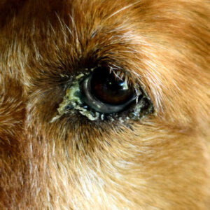 Crusty materials around the eye in a dog eye infection