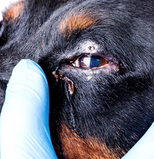 dog eye infection showing a combination of several clinical signs