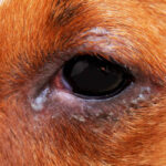 white discharge on dog's infected eye